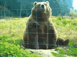Animated gif of a brown bear sitting behind a wire fence raising a paw as if waving