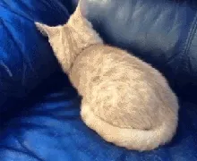 Animated gif of an orange cat curled up facing away on a blue leather couch
