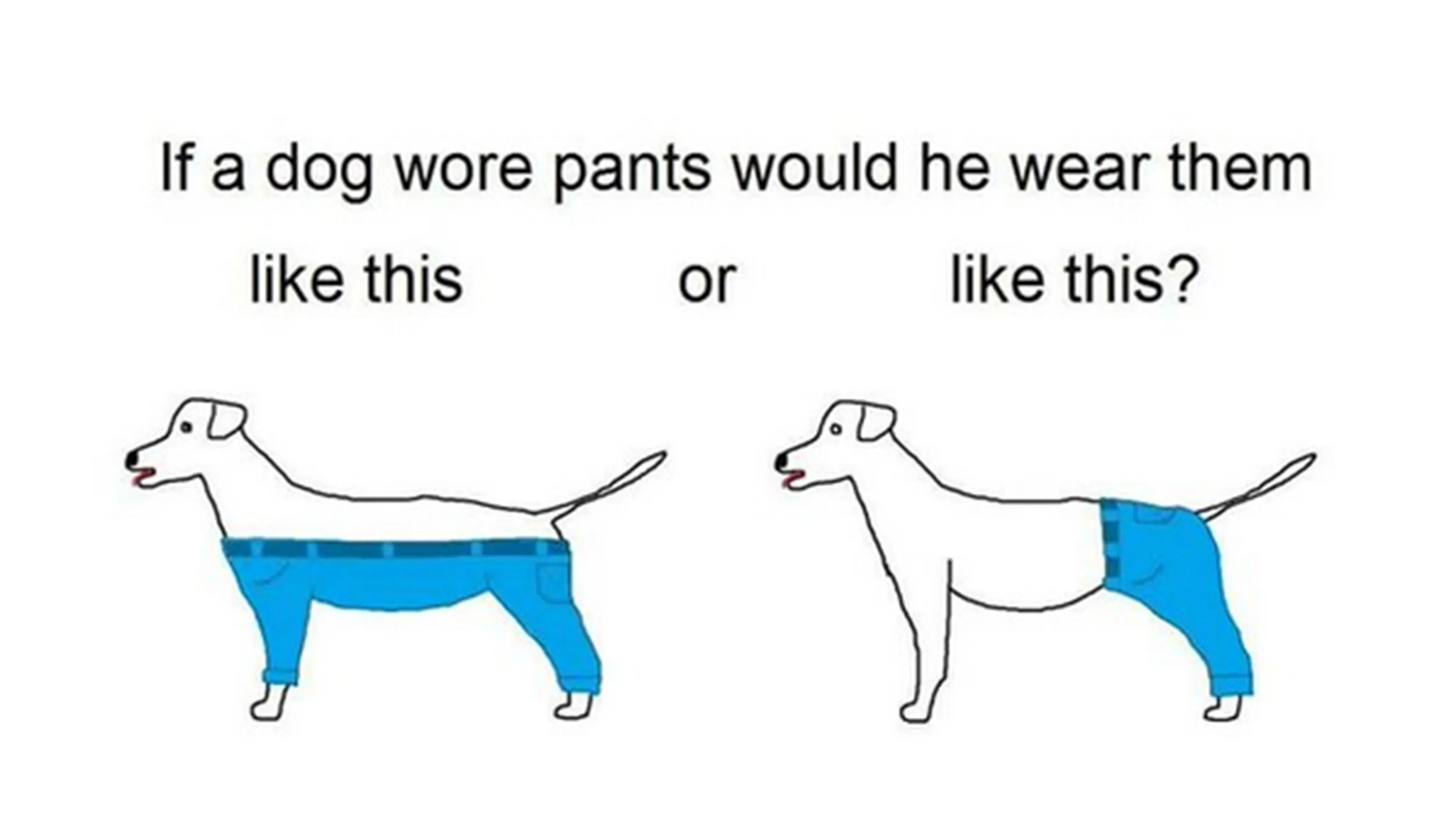 A dog wearing pants two different ways