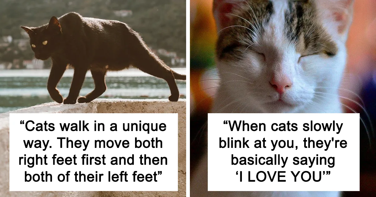 When cats slowly blink at you, they’re saying I LOVE YOU.