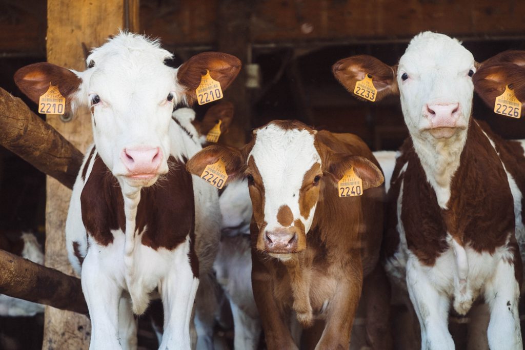 three cows with ear tags