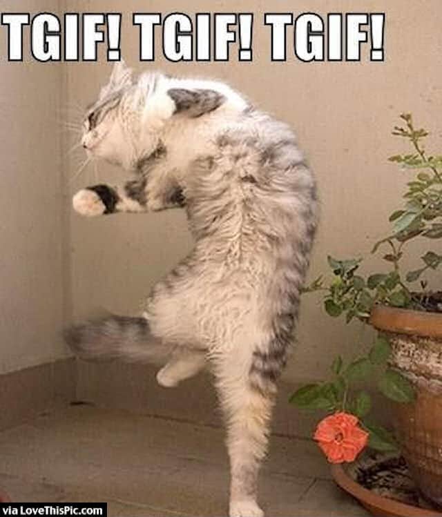 cat tgif Happy Friday Meme